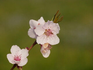 Fiori, ciliegio, piante, primavera, bianco, rosa