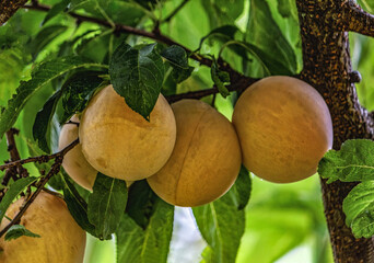 Golden Plums - hanging on tree 
