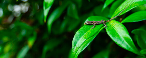 A lizard is lying on a green leaf of a tree. Photo concept wildlife, ecology, plants