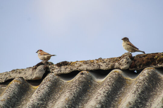 Two sparrows sit on the shingle top of a krisha