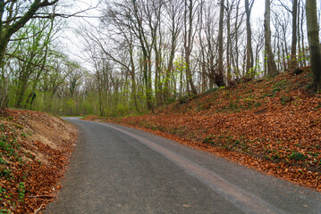 lonely forest road in autumn
