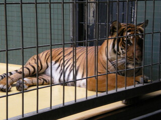 tygrys w klatce