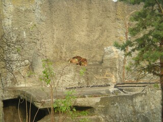 wypoczywający na swoim wybiegu lew © Joanna