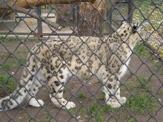 pantera śnieżna (irbis) na starym wybiegu w zoo © Joanna