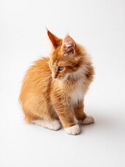 Ginger Maine Coon kitten sitting on a white background