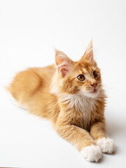 Ginger Maine Coon kitten lying on a white background