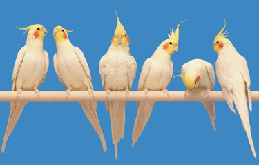 Flock of several cute, joyful, funny, beautiful, well-fed, happy, corella, cockatiel, quarrion parrot birds sitting on a perch singing and communicating with each other in isolation on blue background