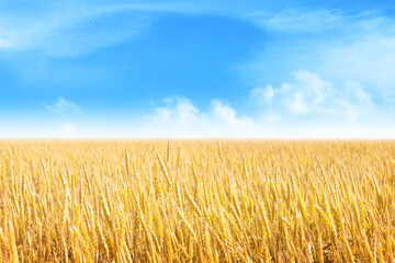 Yellow wheat or rye field and blue sky with clouds