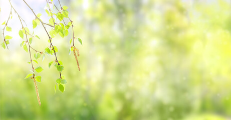 Green spring forest banner with birch branches. Birch branches with catkins on a blurred background.