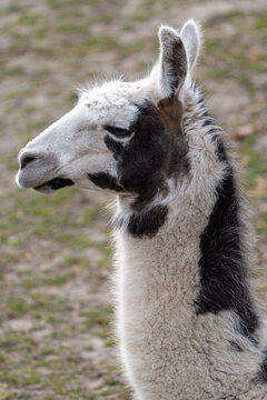 portrait of a long-necked bald-faced llama