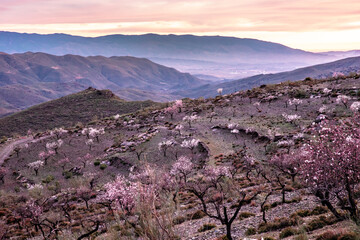 Nature southern Spain blooming spring in January