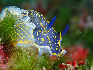 Special fish © Giovanni