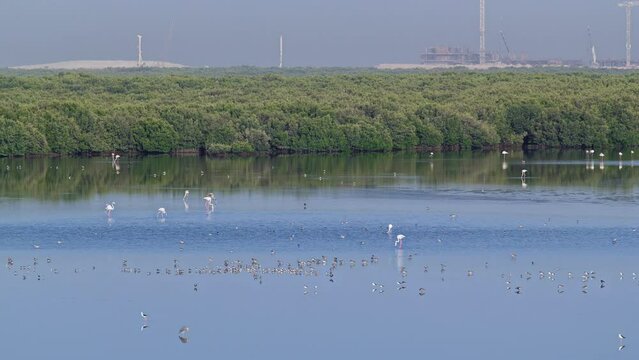 Group of beautiful flamingo birds with reflections, walking at the lake timelapse in Ajman, UAE