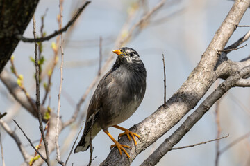池の近くの木にとまるムクドリ