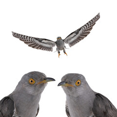cuckoo portrait isolated on white background