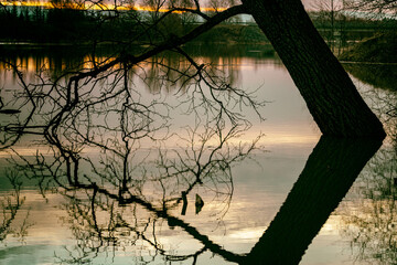 almost perfect symmetry of crooked tree in flooded river water. Warm soft golden morning sunrise light. Vintage look