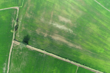 Green rice Fileds aerial view Thailand countryside