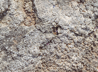 Close up rock texture with ancient fossil of shells. Archeological background concept