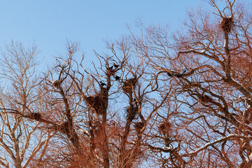 A colony of rooks on a tree. Rook nests on a large tree against a blue sky.