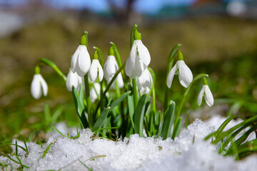 Snowdrops in the snow, early spring flowers, close-up.