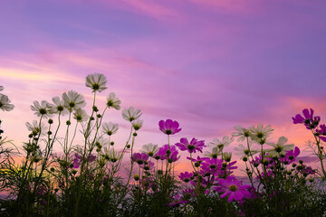 Fototapeta premium Pink cosmos flower fields with blue sky background. 