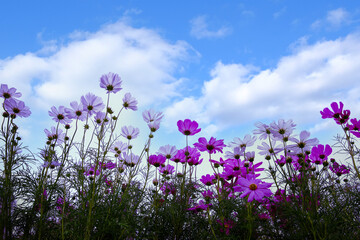 Obraz na płótnie Canvas Pink cosmos flower fields with blue sky background. 
