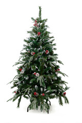 Christmas tree isolated white background, for print