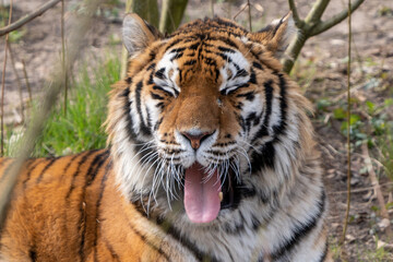 tiger shows pink tongue