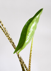 Closeup on an unfurling leaf of Elephant Ear houseplant, Alocasia zebrina Tiger, black and white striped stem, glossy textured, green and arrow shaped leaves. Isolated on white background, copyspace.
