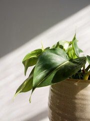 Houseplant Philodendron Scandens Brasil, sweetheart plant in pot. Close up of heart-shaped, variegated dark green leaves with strokes of yellow and lime green. Isolated on white background, copyspace