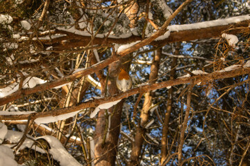 robin in branches of a tree
