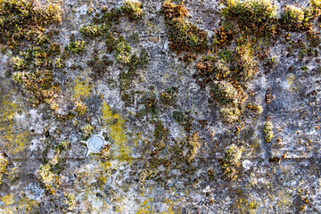 a rock with covered stone plants in sunlight
