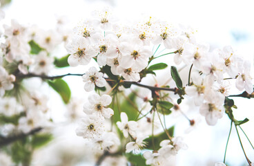White blossoming cherry flowers closeup. Spring background