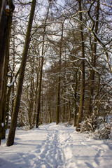 forest in winter