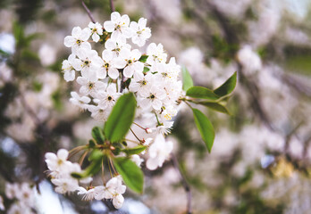 White blossoming cherry flowers closeup. Spring background