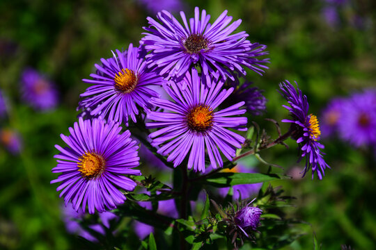 Violet small Asters blooming in the garden