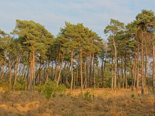 Sunny pine forest in Kalmthout heath nature reserve, Flanders, Belgium - obrazy, fototapety, plakaty