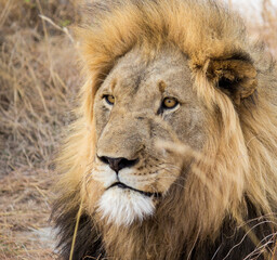 Obraz premium Lion - Africa - Safari Close up
