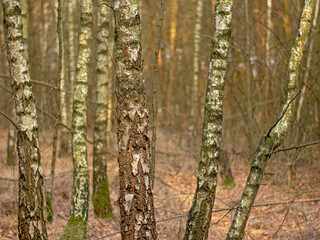 silver birch trunks in the forest