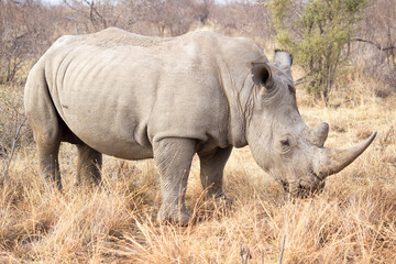 Fototapeta premium Majestic white Rhinoceros in the wild