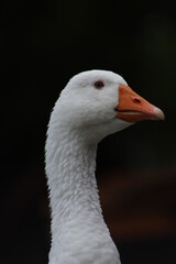 portrait of a goose