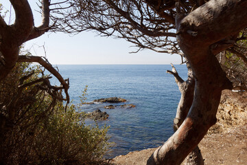 tree on the beach