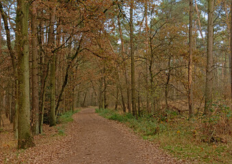 Path through an autumn forest in Kalmthout, Flanders, Belgiun