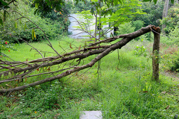 Broken branch snapped over with green grass and trees