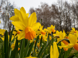 Yellow daffodils in the park. Narcissus flower