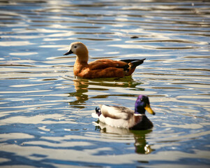 duck on the lake