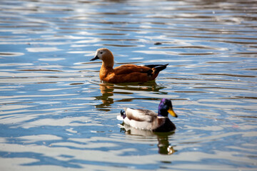 ducks on the water