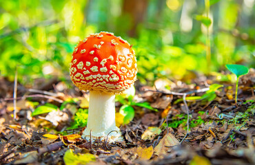 Fly agaric mushroom in a forest, Amanita Muscaria mushroom