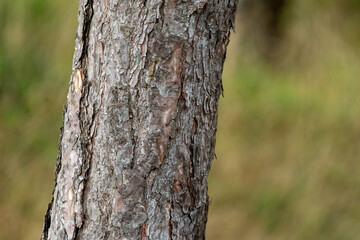 Pine tree forest on Llanddwyn beach on Anglesey Island in north Wales