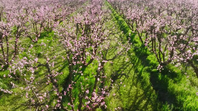 Drone footage of equal lines of blossoming harvest within organic farm orchard